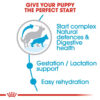 Royal Canin Maxi Starter Dry Food in Jalandhar & Chandigarh